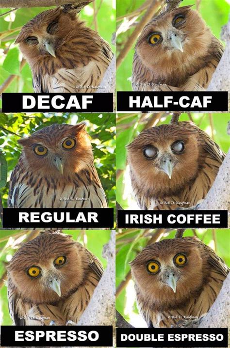 There Was This Facebook Meme With Sketches Of Owls Whose Faces Depicted