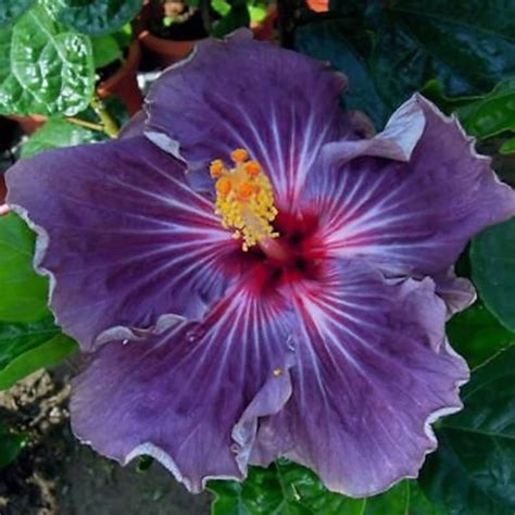 Rare Purple Hibiscus 20 Seeds Giant Hibiscus Flower Purple Etsy