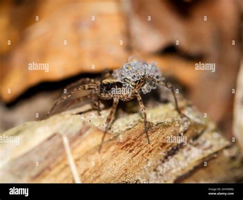 Baby Yellow Spiders Hi Res Stock Photography And Images Alamy