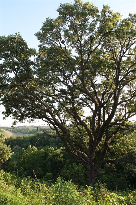 The Mighty Burr Oak This Native Tree Is A Beautiful Sight Here At The