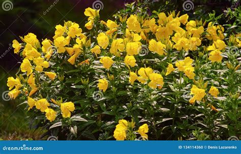 Beautiful Yellow Flowers In Spring Garden Stock Photo Image Of Green