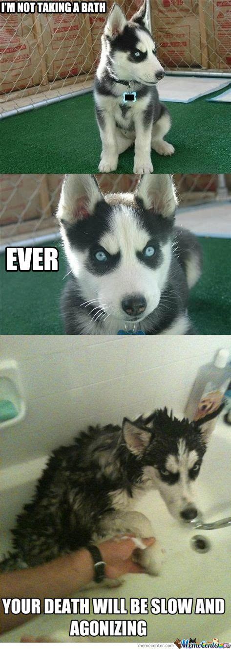 Husky Puppy Im Not Taking A Bath Animaux Adorables Humour Animaux