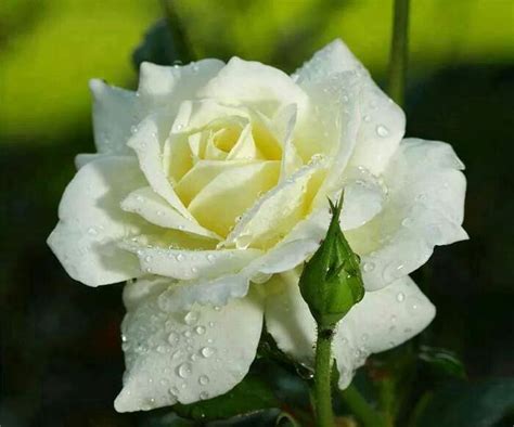 White Rose This Is Pure White Rose Flower Beautiful Flowers