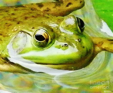 Rockefeller Frog Photograph By Lizi Beard Ward Fine Art America