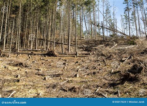 Forest Being Cut Down Turning Into A Dry Lifeless Field Stock Photo