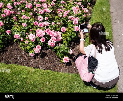 Tourist Photographing Roses Queen Marys Gardens Rose Garden Regents