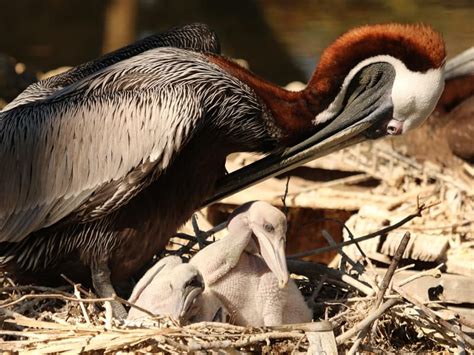 Baby Pelicans Complete Guide With Pictures Birdfact