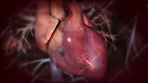 Beating Heart Inside The Chest Stock Video Clip K0034748 Science