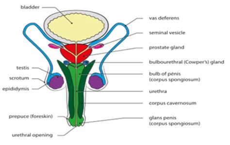 Which Gland Secretes Alkaline Mucus In The Urethra To Neutralize The