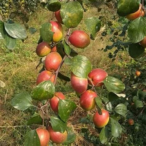Kashmiri Apple Plant At Best Price In Habra West Bengal Apple Ber Tarafdar Nursery