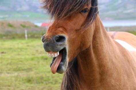 100 Funny Horse Names Ideas For Comical And Silly Horses Pet Keen