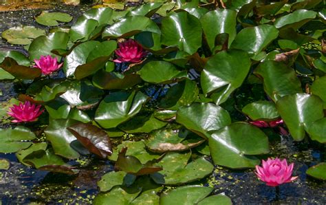 Nymphaea James Brydon — Florida Aquatic Nurseries