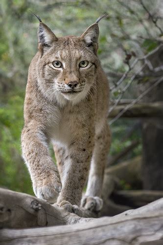 Siberian Lynx All Lynx Have Their Characteristic Ear Tufts Flickr