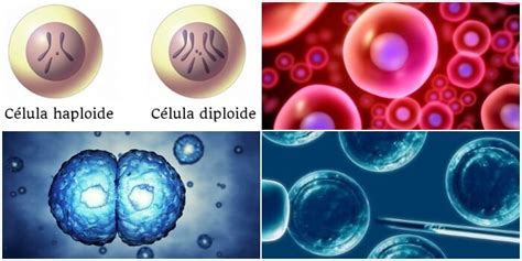 Celula Haploide Y Diploide ¿que Son Principales Diferencias E