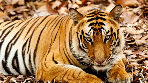 Bengal Tigers In Bandhavgarh National Park