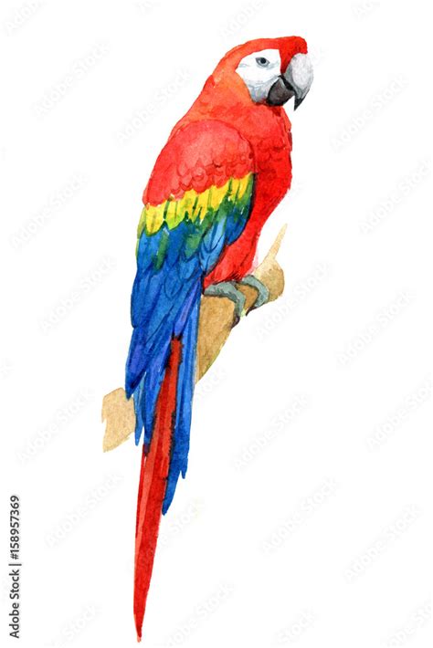 Macaw Parrot Tropical Birds Isolated On White Background Watercolor