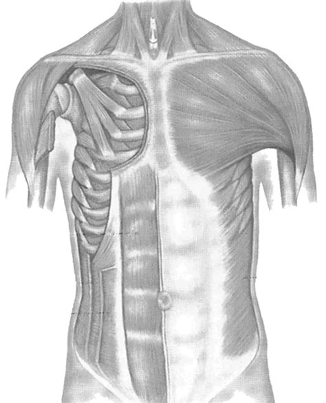 Chest Muscle Chart