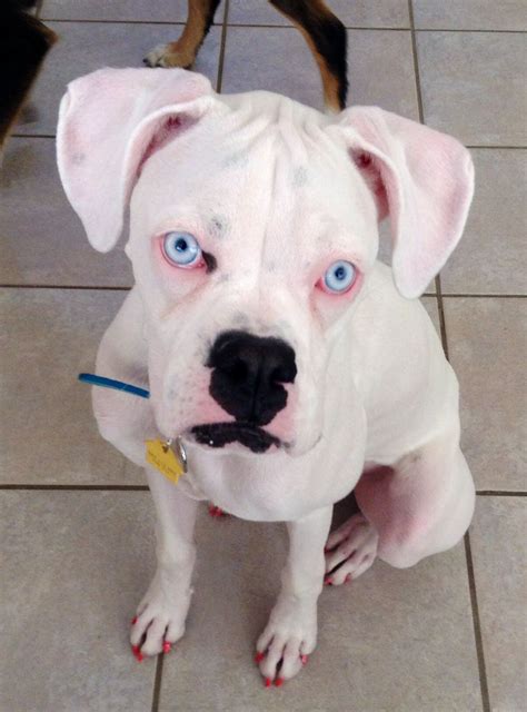 Hope My White Boxer White Boxers Animals Dogs