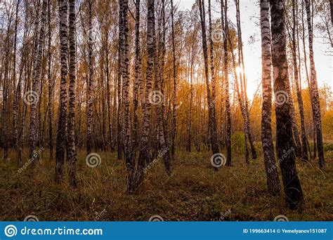 Sunset In An Autumn Birch Grove With Yellow Leaves And Sunrays Cutting