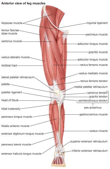 This is a list of muscles tested on in the muscular system portion of anatomy and physiology. Voluntary muscle | Definition of Voluntary muscle at ...