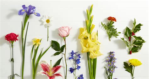 Find out in this detailed guide. Flowers to Give for Every Birth Month - All in All News