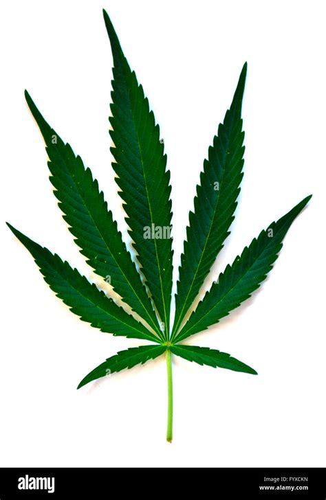 Indian Hemp Cannabis Indica Cannabis Sativa Stock Photo Alamy