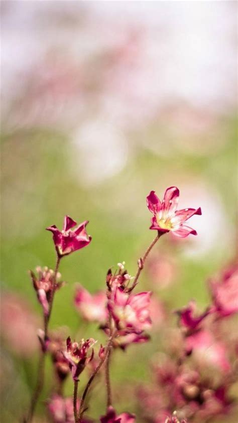 Nature Bokeh Flower Bunch Iphone 8 Wallpapers Free Download