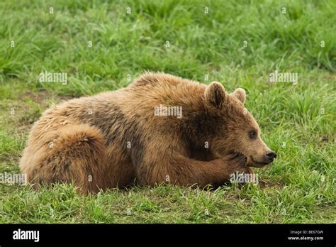 Lying Brown Bear Hi Res Stock Photography And Images Alamy