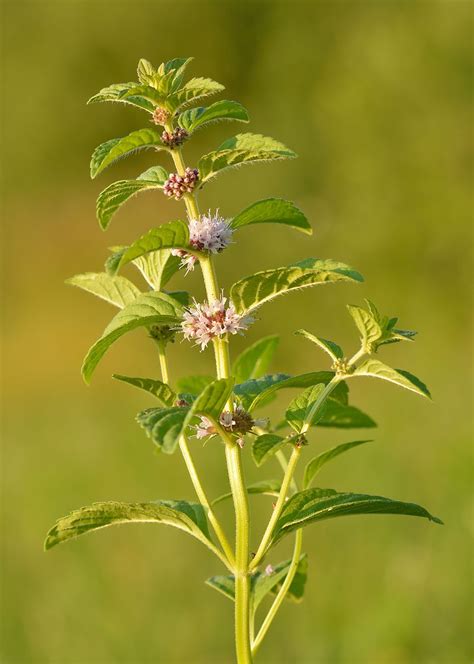 Stories From The Wigwam Medicinal Monday Wild Mint Refreshing And