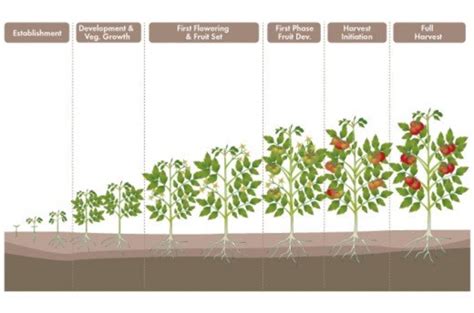 Growing Tomato Plants A Beginners Guide Dengarden