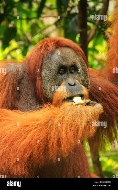 Portrait Of Male Sumatran Orangutan Pongo Abelii Eating Gunung