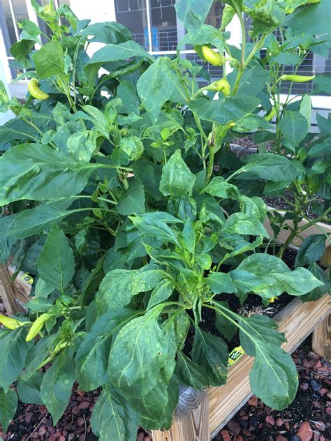 Peppers Get Tomato Spotted Wilt Virus Too Gardening In The Panhandle
