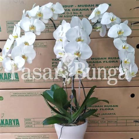 Bunga Meja Anggrek Bulan Putih 3 Batang Pasar Bunga Jakarta