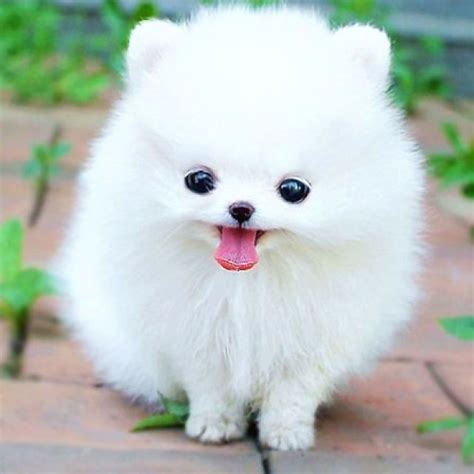 Most Adorable Dog Ever Cute Fluffy Dogs Cute Animal Photos