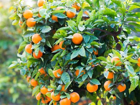8 Different Dwarf Citrus Trees You Can Grow At Home Citrus Trees