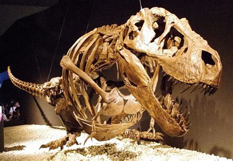 10 Facts About Tyrannosaurus Rex King Of The Dinosaurs