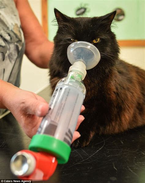 Your cat may be one of your best friends. Cat Matilda gets specially adapted inhaler to help with ...