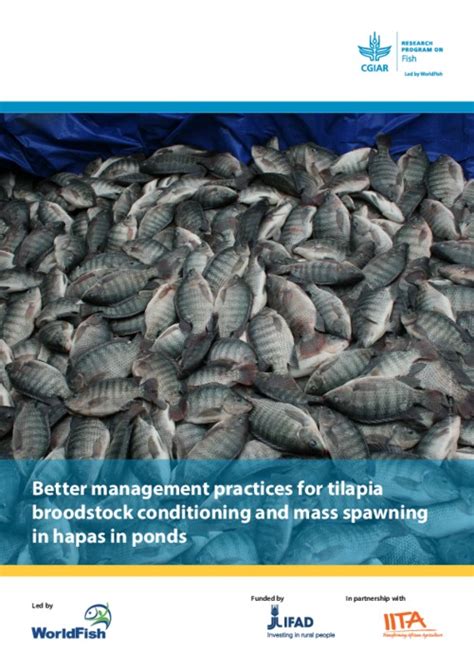 Better Management Practices For Tilapia Broodstock Conditioning And