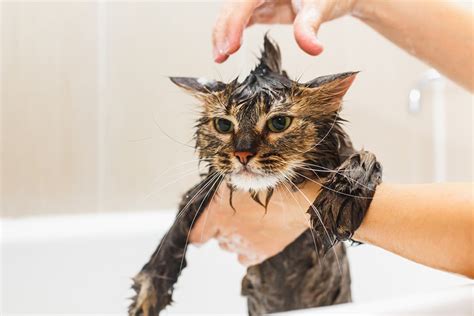 How To Safely Bathe Your Cat