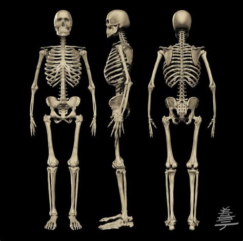 Anatomy Male Skeleton By Veus T On Deviantart Skeleton Anatomy