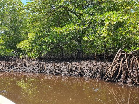 Incredible Mangrove Forest And It S Trees Near The Swamp With The Tree Roots On The Mud