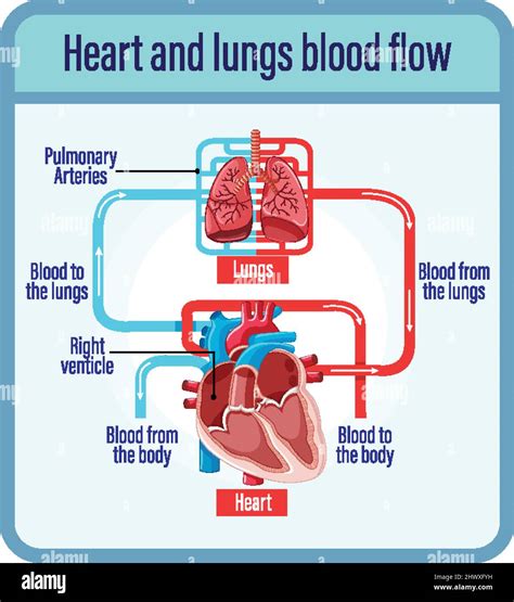 Diagrama Que Muestra El Flujo Sanguíneo De La Ilustración Del Corazón