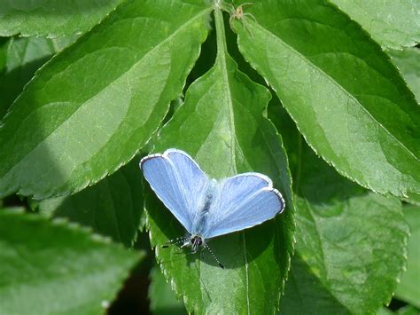 Holly Blue Stour Valley Lnr Dorset Butterflies