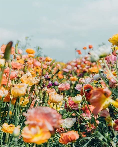Flower Field In 2020 With Images Flower Aesthetic