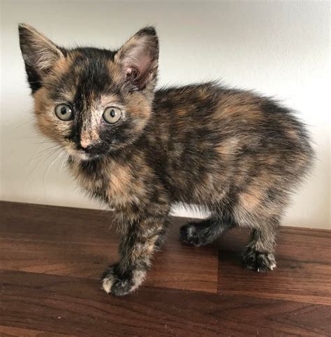 I Always Wanted To Have A Tortie She Is Finally Mine Torties