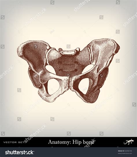 Engraving Vintage Hip Bone From The Complete Encyclopedia Of
