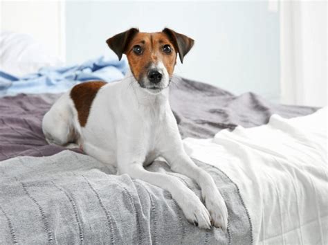 My pet peed really works. Why Does My Dog Pee on My Bed? | Canna-Pet®