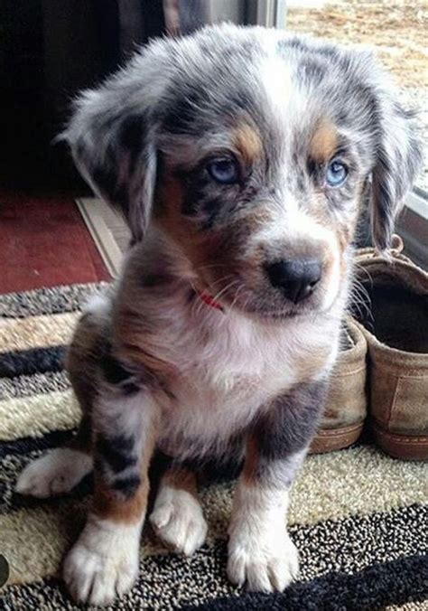 For more information go to www.lancasterpuppies.com music. 178 best images about Australian Shepherd/Border Collie ...