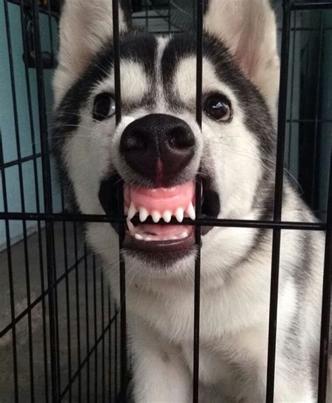 16 Adorable Dog Growl Pictures That Prove Dogs Are Adorable No Matter What