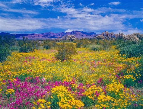 What Flowers Grow Well In Arizona Purple Hedge Flowers Lantana